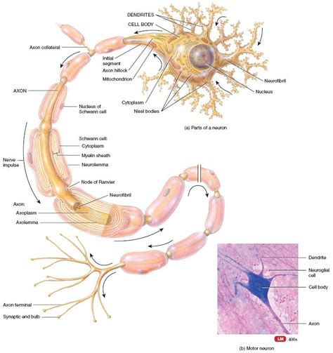 Structure Of A Multipolar Neuron Neurons Basic Anatomy And