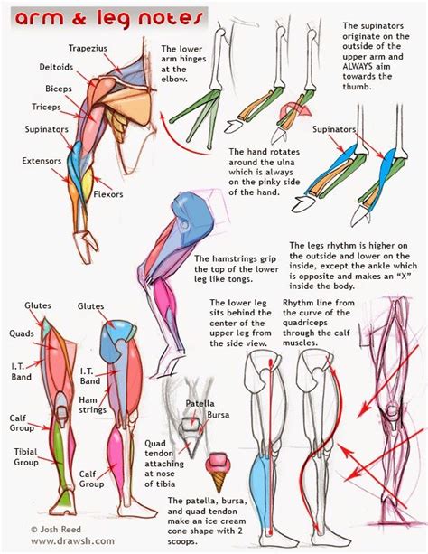 Drawsh Anatomy Arms Anatomy Drawing Anatomy Tutorial Anatomy Reference