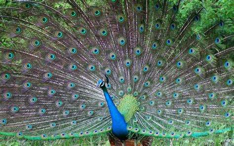 Beautiful Peacock Wallpapers And Images Wallpapers Pictures Photos