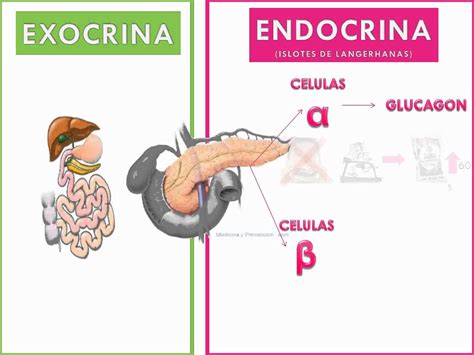 Funciones Del Pancreas En El Cuerpo Humano Images And Photos Finder