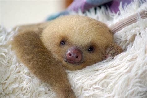 Baby Sloth Wallpaper Wallpapersafari