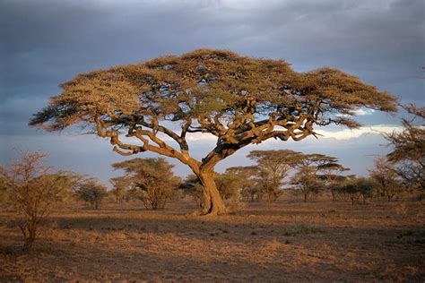 Acacia Tree In Serengeti Photograph By Sybil Sassoon Pixels