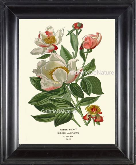 Botanical Print Flower Art S9 4x6 5x7 8x10 11x14 Beautiful Etsy