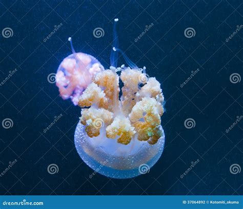 Several Jellyfishs Moving In Water Stock Photo Image Of Jelly Moving