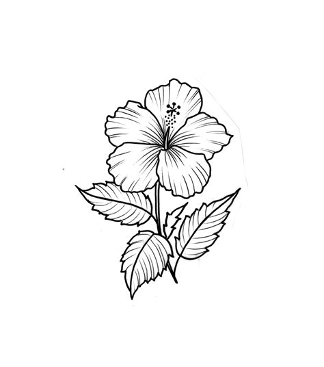 Creative Sketch Hibiscus Flower Drawing For Beginner Sketch Art Drawing