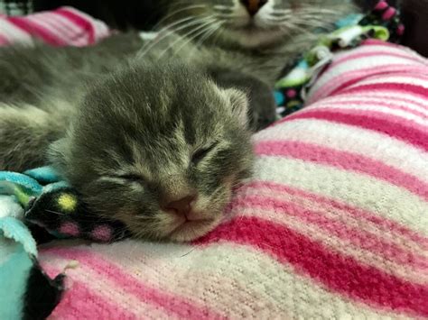 Cat Births First Kitten Season Litter 2 Days After Shelter Arrival
