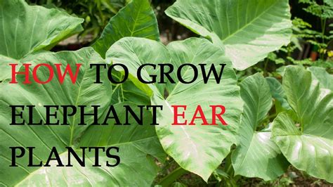 How To Grow Elephant Ear Plants Youtube