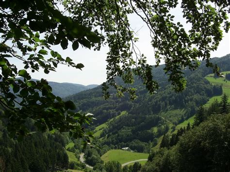 Green Trees Over Looking Green Valley During Daytime Free Image Peakpx