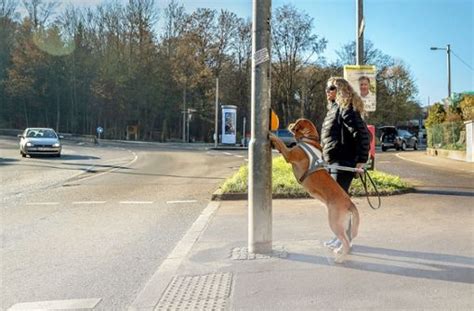 Einer von ihnen hat es sogar geschafft, staatlich anerkannt zu werden. Führhunde in Stuttgart: Blindes Vertrauen - Stuttgart ...