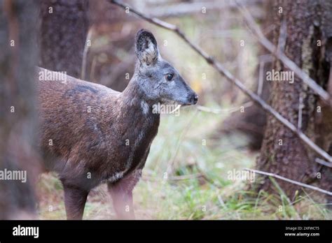 Siberian Musk Deer Moschus Moschiferus Male Irkutsk Russia October