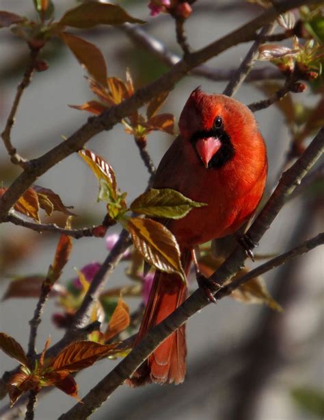 Spring Cardinal Cardinal Birds Cardinal Red Birds
