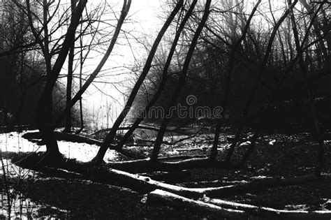 Dark Misty Forest Black Metal Forest Black And White Scary Forest