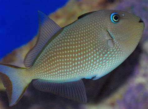 Blue Throat Trigger Pair In Reef Michigan Reefers