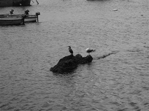 Sea Birds Birds By The Water Ceresb Flickr