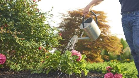 Guide To Garden Watering Methods Water Garden Watering Water Plants