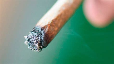 Cannabis Myths White Ash Vs Black Ash Fast Buds