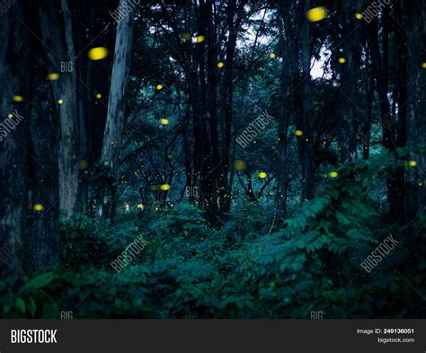 Firefly Flying Forest Image And Photo Free Trial Bigstock