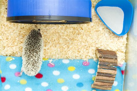 Hedgehogs Housing Vca Animal Hospital