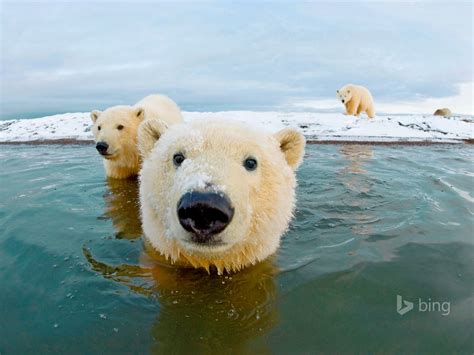 Polar Bear Swim Bing Theme Wallpapers Preview