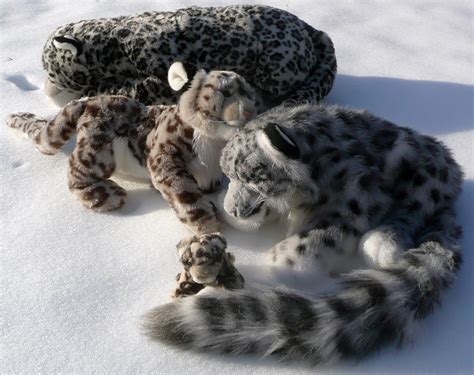 Plush Snow Leopards In The Snow In Their Natural Habitat Flickr