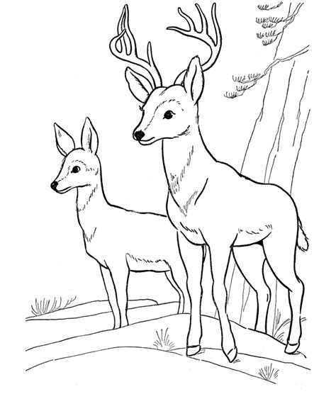 Deer Coloring Pages Kidsuki