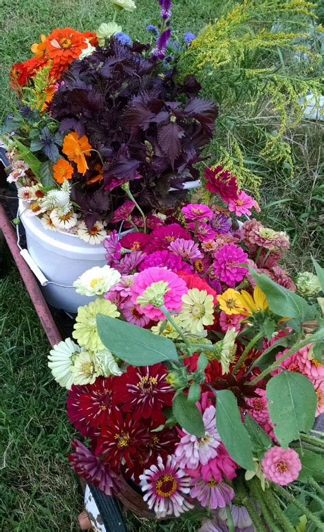 Maybe you would like to learn more about one of these? Farmer's Market Flowers in Winston Salem | Flower CSA ...