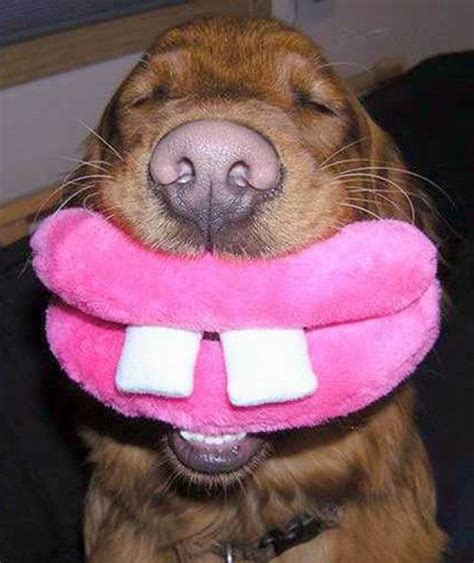 Funny Dog Pictures Funny Dog With Big Smile Wow Soo Funny Smiling