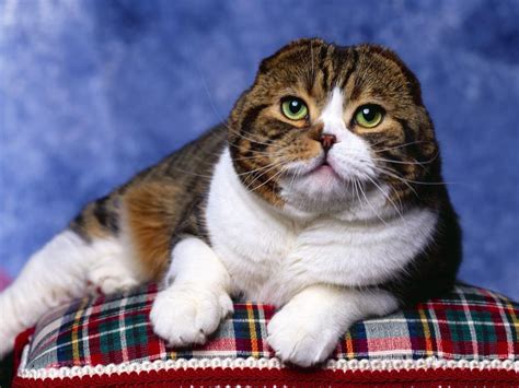 Scottish Fold Cat Photo Shoot Wallpaper Animals Wallpaper Better