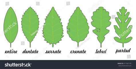 Leaf Margin Shapes For Trees Stock Vector Illustration 411967195