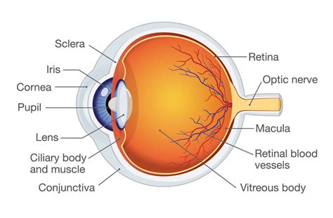 What Is Scleral Buckle Surgery Texas Retina Associates