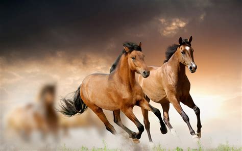 Wild Horse Wallpapers Pictures Images