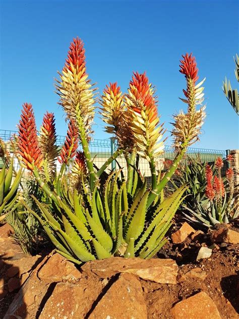 Aloe Hybrid In Flower Johans Hybrids July 2018 Hybrids South Africa