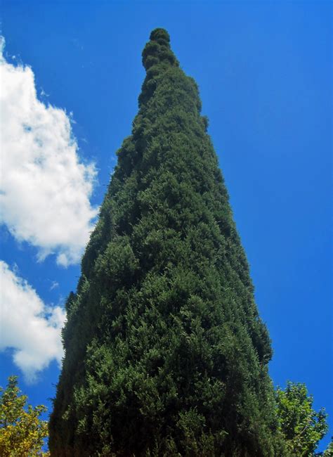 Single Cypress Tree Free Stock Photo Public Domain Pictures