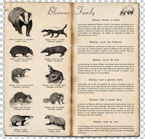 Honey Badger Old World Badgers Animal Carnassial Png Clipart Anatomy