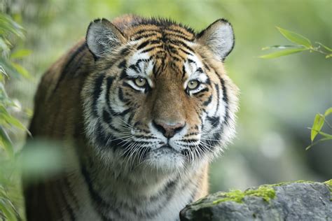 Endangered Amur tiger arrives at Marwell Zoo | MLG Gazettes