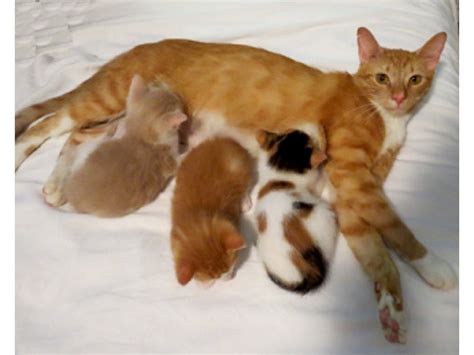 Find an adoptable pet near you. Fizz and Sazerac: Brother kittens for adoption, one cream ...
