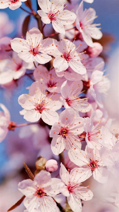 Cherry Blossom Iphone 5 Wallpaper Iphone 5 Wallpapers
