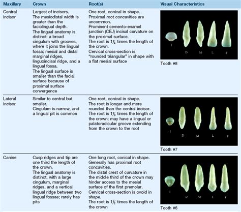 Possible causes include abnormalities of size and form of teeth. 5: Clinical Oral Structures, Dental Anatomy, and Root ...