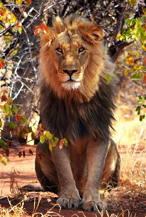 African Male Lion Sitting In Some Shade