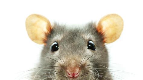 ¿por Qué Tenemos Tanta Aprensión A Las Ratas
