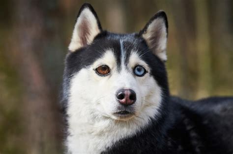 cão husky siberiano com olhos enormes cão husky surpreso engraçado com olhos grandes confusos