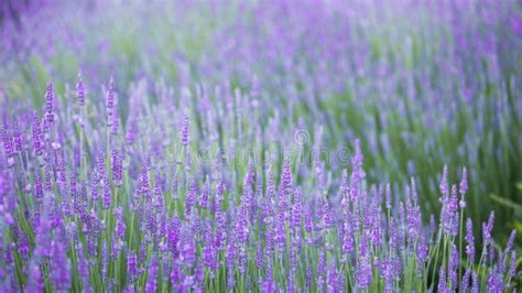 Beautiful Landscape Of Lavender Stock Photo Image Of Green Isolated