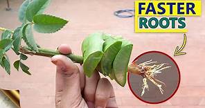 10 SECRETS TO GROW ROSE FROM CUTTINGS FASTER | GARDENING HACKS TO ROOTING ROSE CUTTINGS