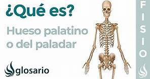 Hueso PALATINO | Qué es, significado, dónde está, función y cuáles son sus lesiones