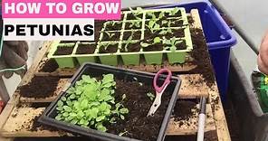 ✅ How to Grow Petunias from Seed - Start to Finish.
