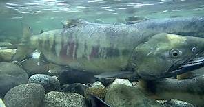 Pacific Salmon and their Circle of Life