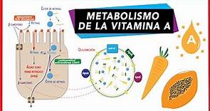 Vitamina A: Digestión, absorción y transporte | Metabolismo