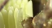 Watch this mosquito lay eggs - Richard Albrecht.Curtesy of Nikon Small World @nikoninstrumentsoad