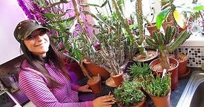My Euphorbia Succulent Plants Collection - Plant Tour
