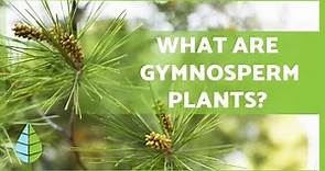 GYMNOSPERM PLANTS 🌲 Characteristics, Examples, Reproduction and more!